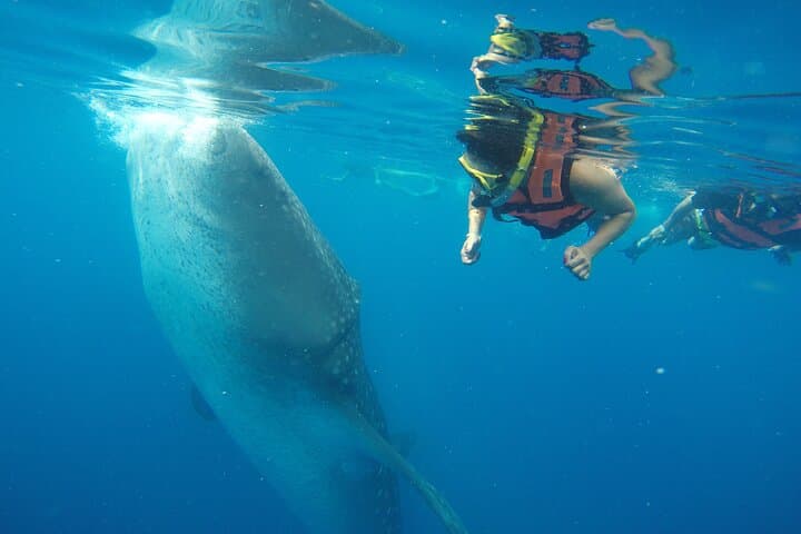 Swim with Whale Sharks from Isla Mujeres: Guided Snorkel Tour & Beach Lunch photo 2