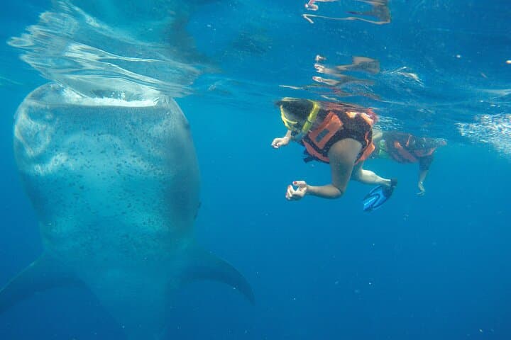 Swim with Whale Sharks from Isla Mujeres: Guided Snorkel Tour & Beach Lunch photo 4