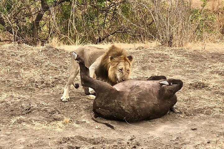 3-Day Mikumi Safari from Zanzibar — Mikumi National Park Wildlife & Maasai Village photo 2