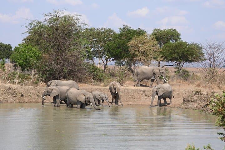 3-Day Mikumi Safari from Zanzibar — Mikumi National Park Wildlife & Maasai Village photo 6