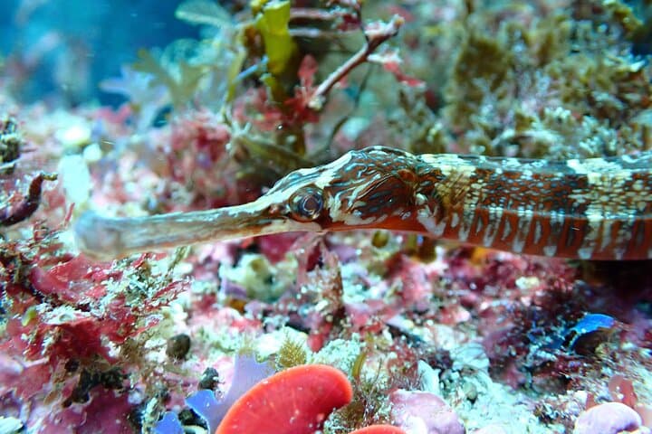 SSI Open Water Diver Course in Arrábida Natural Park Near Lisbon photo 5