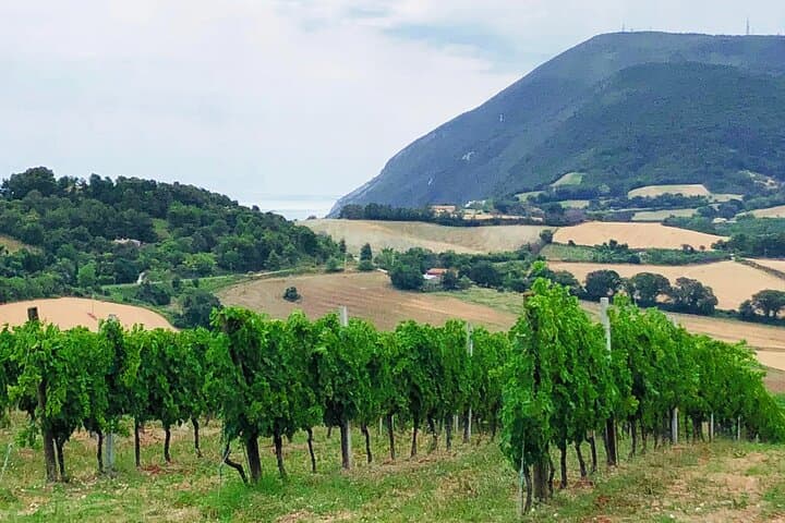 Conero E‑Bike Wine & Coastal Views Tour from Marcelli photo 3