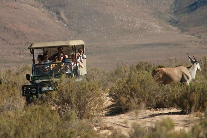 Aquila Game Reserve Big Five Safari — Full-Day Wildlife Experience from Cape Town photo 4
