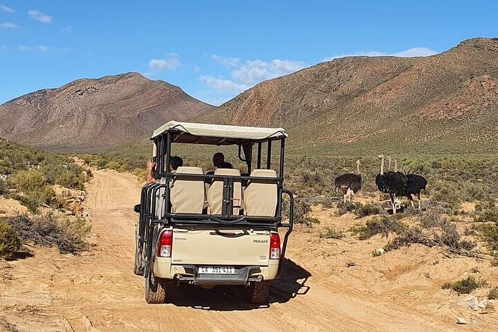 Aquila Game Reserve Big Five Safari — Full-Day Wildlife Experience from Cape Town photo 6
