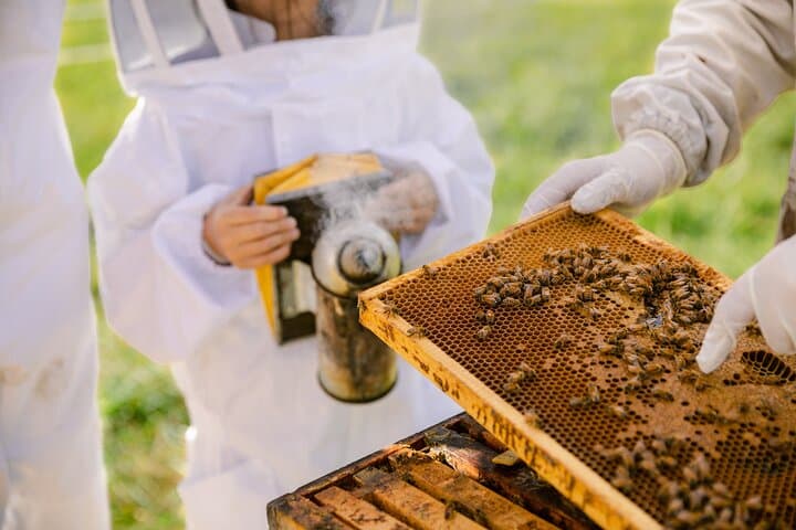 Small-Group Beekeeping Experience in Tauherenikau: Manuka Honey Tour photo 5