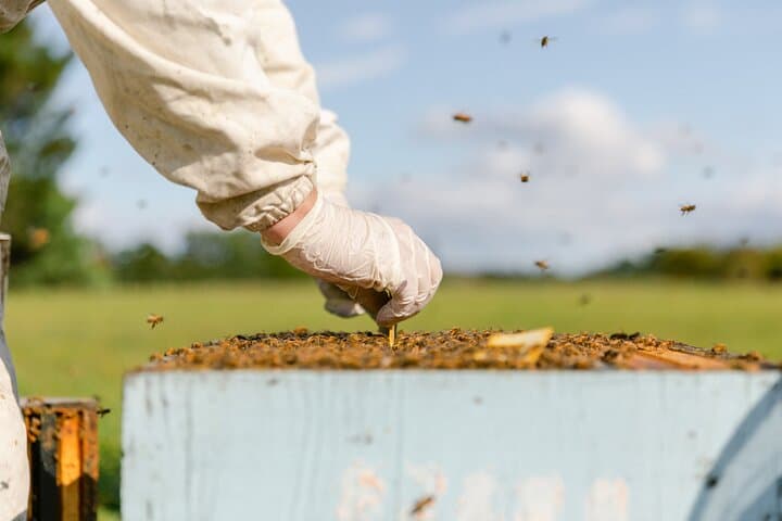 Small-Group Beekeeping Experience in Tauherenikau: Manuka Honey Tour photo 6