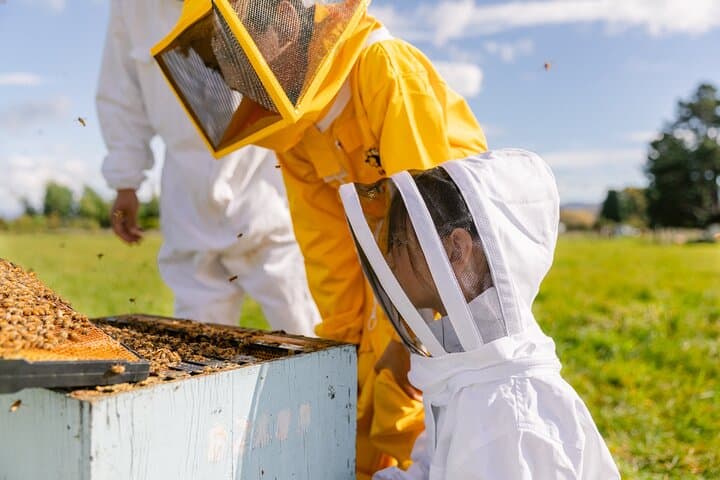 Small-Group Beekeeping Experience in Tauherenikau: Manuka Honey Tour