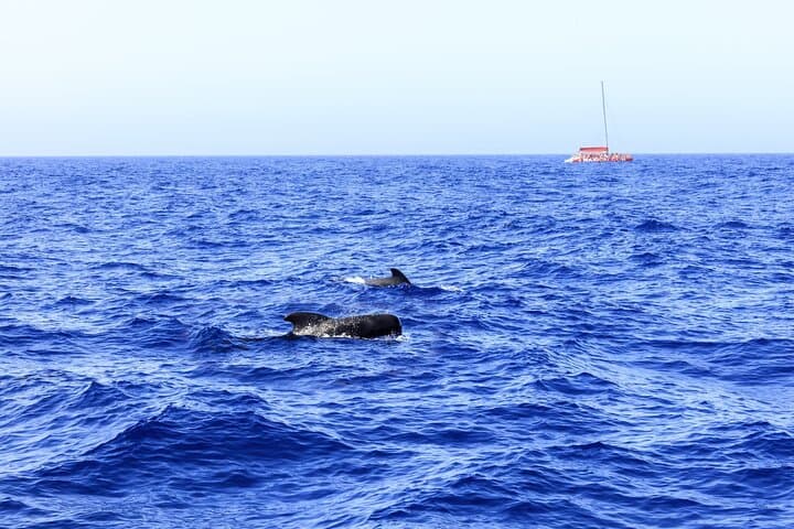 Sail to Masca: Catamaran Whale and Dolphin Cruise from Puerto Colón photo 3