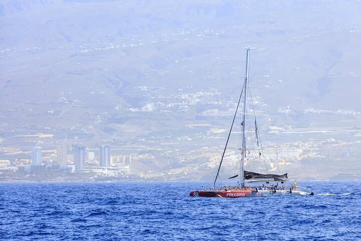 Adults-Only Tenerife Whale & Dolphin Catamaran Cruise with Lunch photo 5