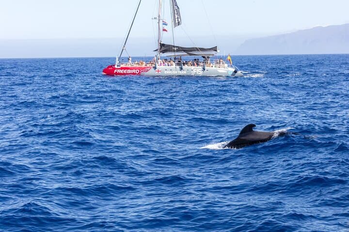 Adults-Only Tenerife Whale & Dolphin Catamaran Cruise with Lunch photo 6