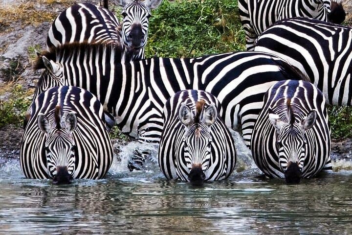 4-Day Private Safari: Tarangire, Serengeti & Ngorongoro Crater