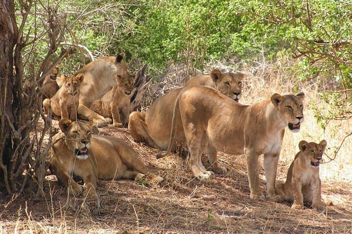 4-Day Private Safari: Tarangire, Serengeti & Ngorongoro Crater photo 2