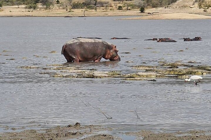 4-Day Private Safari: Tarangire, Serengeti & Ngorongoro Crater photo 3