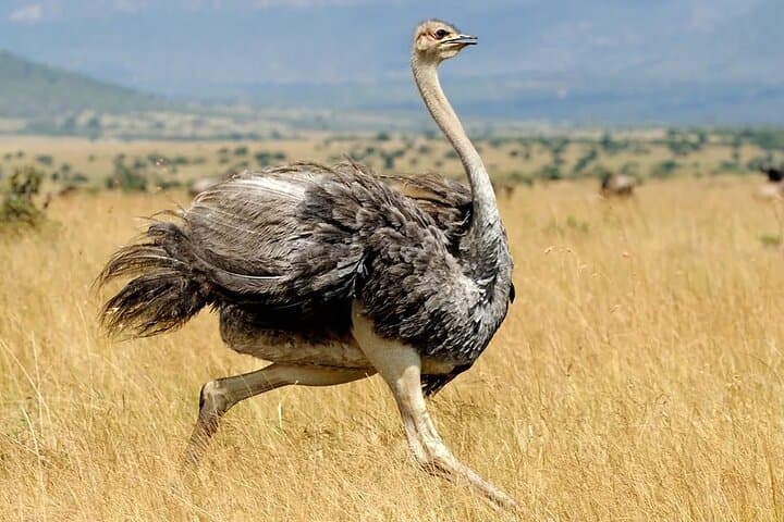 4-Day Private Safari: Tarangire, Serengeti & Ngorongoro Crater photo 5