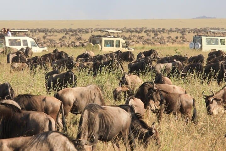 4-Day Private Safari: Tarangire, Serengeti & Ngorongoro Crater photo 6