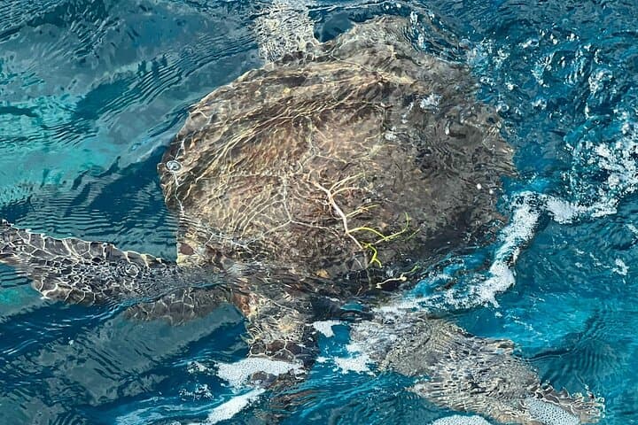 Key Largo Two-Stop Snorkel Trip — Pennekamp & Florida Keys Sanctuary photo 5