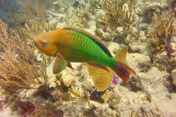 Key Largo Two-Stop Snorkel Trip — Pennekamp & Florida Keys Sanctuary photo 3