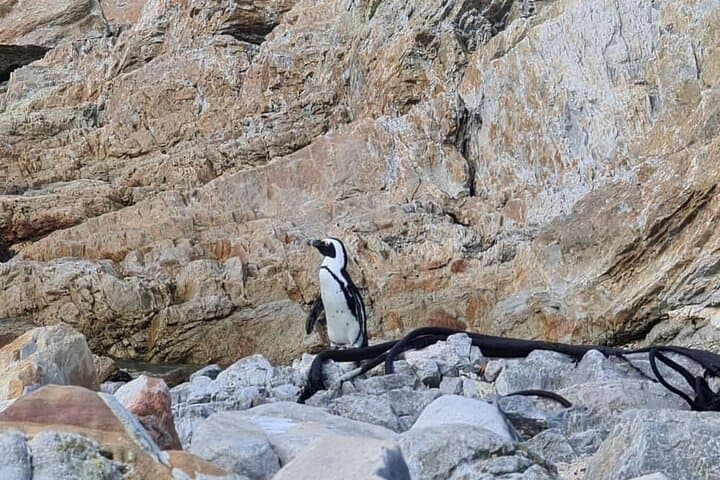 Day Trip to Stony Point Penguin Colony at Betty's Bay photo 2