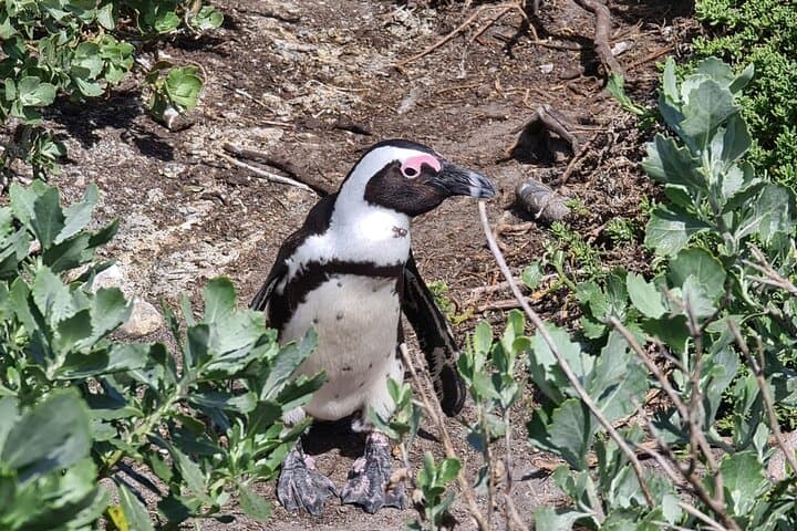 Day Trip to Stony Point Penguin Colony at Betty's Bay photo 3