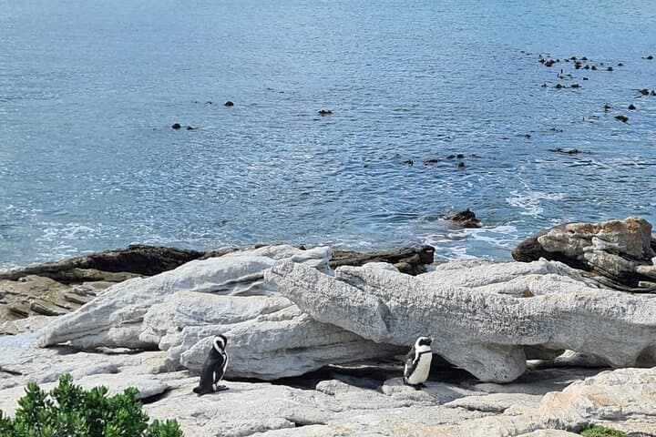 Day Trip to Stony Point Penguin Colony at Betty's Bay photo 4