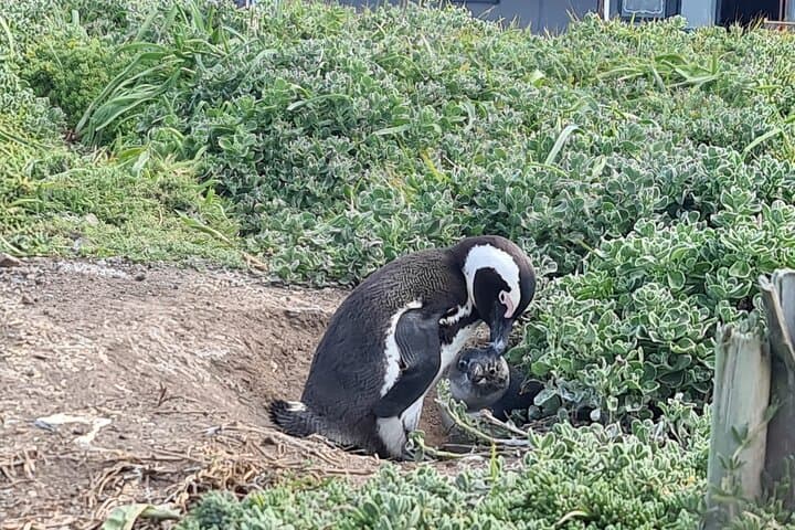 Day Trip to Stony Point Penguin Colony at Betty's Bay photo 5