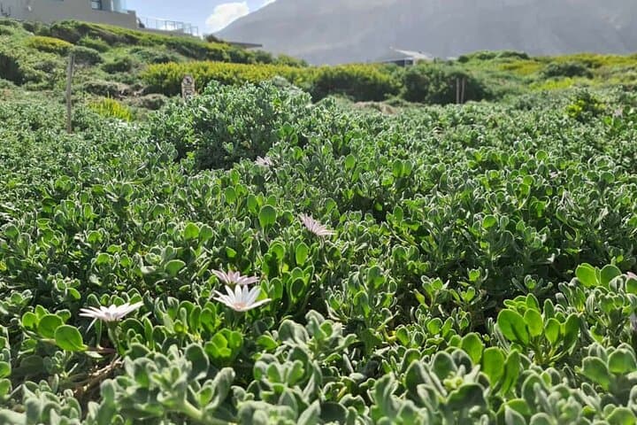 Day Trip to Stony Point Penguin Colony at Betty's Bay photo 6