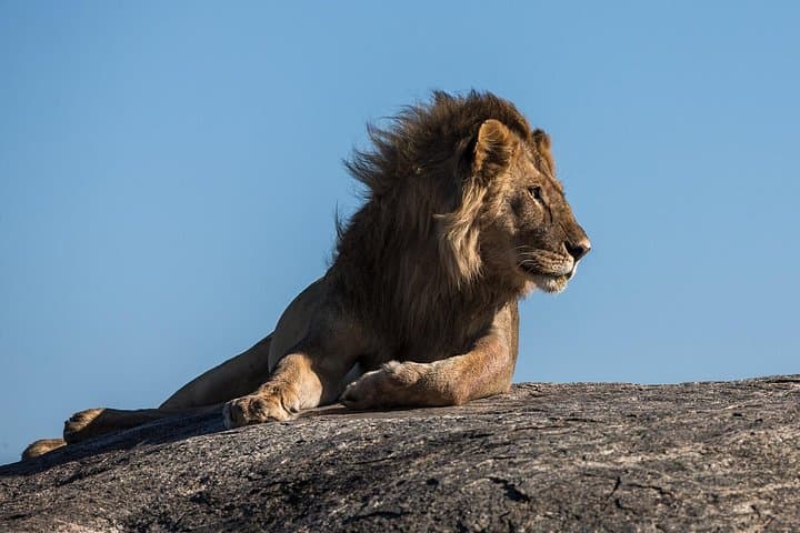 Northern Circuit: 4-Day Safari in Tarangire, Serengeti & Ngorongoro photo 1