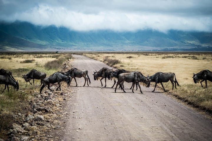 Northern Circuit: 4-Day Safari in Tarangire, Serengeti & Ngorongoro photo 4