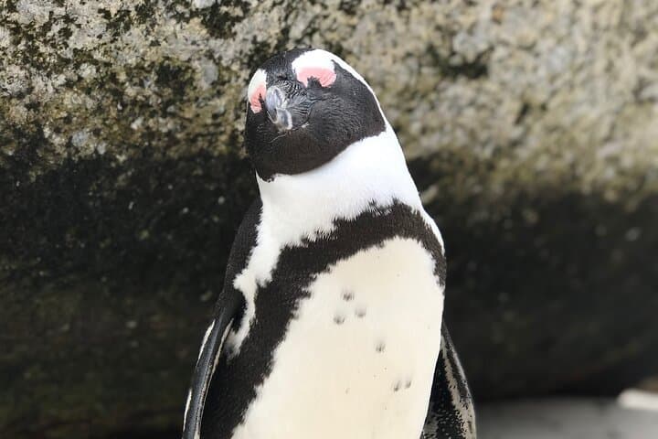 Full-Day Cape Point & Boulders Penguin Colony: Cape Peninsula Scenic Tour