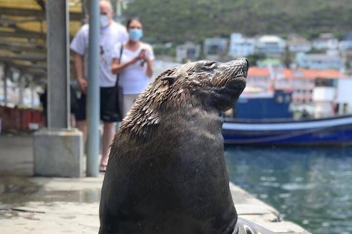 Full-Day Cape Point & Boulders Penguin Colony: Cape Peninsula Scenic Tour photo 6