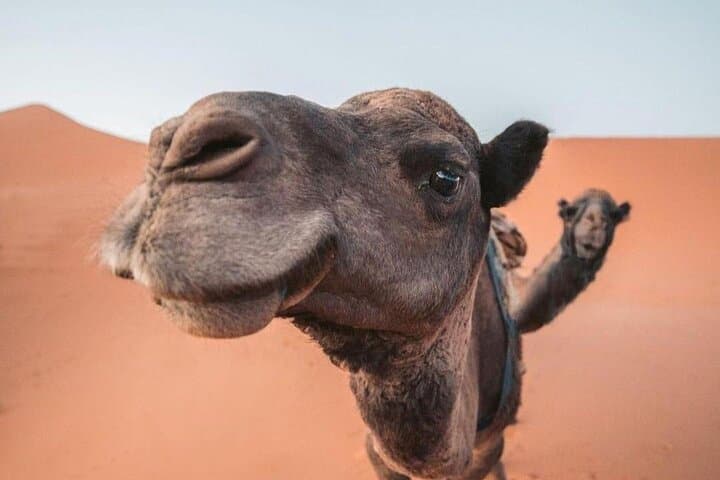 3-Day Private Merzouga Desert Tour from Marrakech — Erg Chebbi Camps & Atlas Passes photo 4