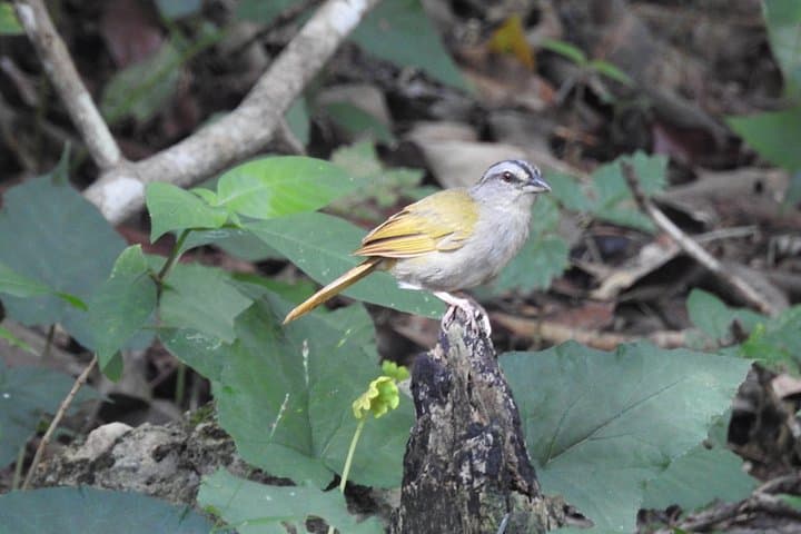 Half-Day Birdwatching in Puerto Morelos — Ruta de los Cenotes Bird Tour photo 1