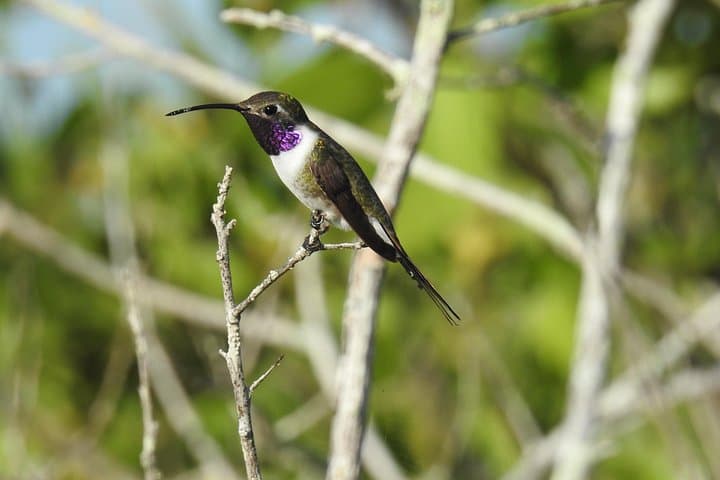 Half-Day Birdwatching in Puerto Morelos — Ruta de los Cenotes Bird Tour photo 2