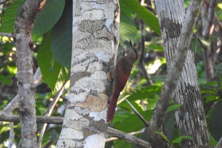 Half-Day Birdwatching in Puerto Morelos — Ruta de los Cenotes Bird Tour photo 3
