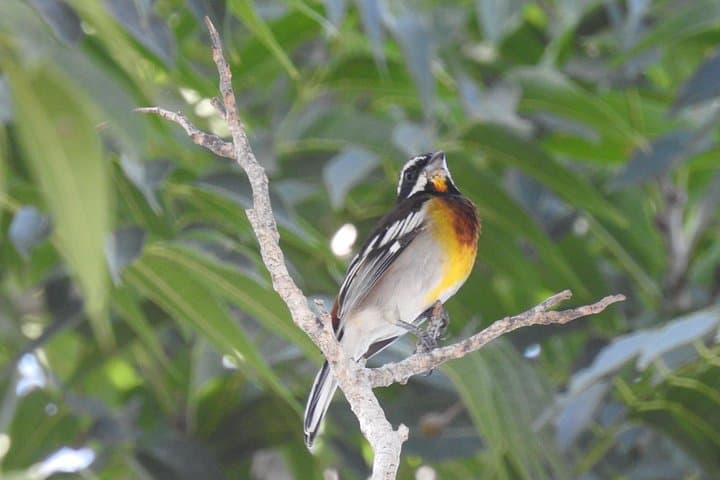 Half-Day Birdwatching in Puerto Morelos — Ruta de los Cenotes Bird Tour photo 4
