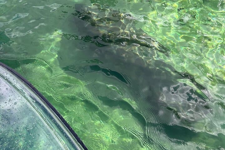 Weeki Wachee Clear Paddle Board Ecotours: Manatee SUP Tours on Florida's Spring-Fed River photo 2