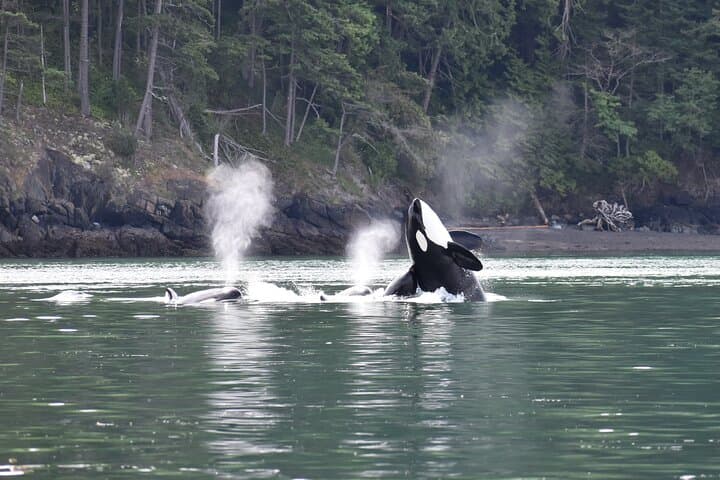Anacortes Zodiac Whale Watching — San Juan Islands Wildlife Cruise photo 3
