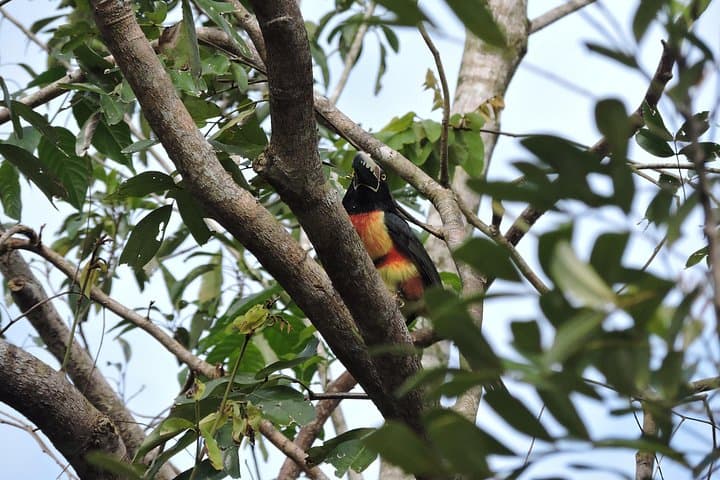 Ruta de los Cenotes Birdwatching: 6-Hour Birding Tour from Playa del Carmen photo 1