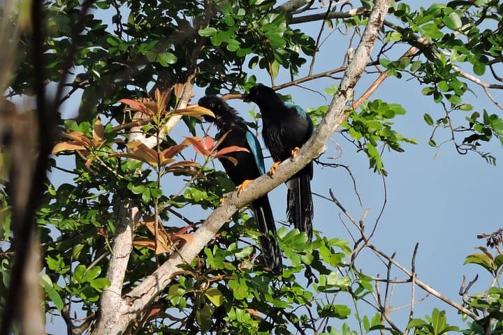 Ruta de los Cenotes Birdwatching: 6-Hour Birding Tour from Playa del Carmen photo 2
