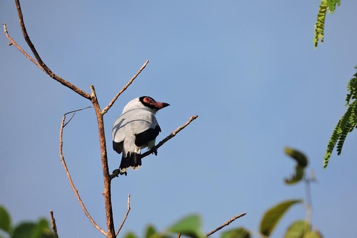 Ruta de los Cenotes Birdwatching: 6-Hour Birding Tour from Playa del Carmen photo 3