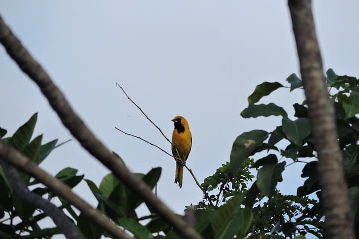 Ruta de los Cenotes Birdwatching: 6-Hour Birding Tour from Playa del Carmen photo 4
