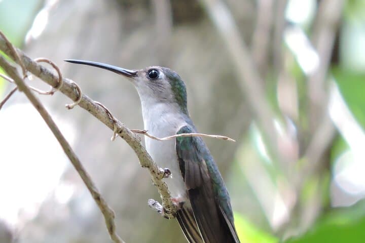 Birdwatching in Sian Ka'an: Small-Group Guided Tour from Tulum