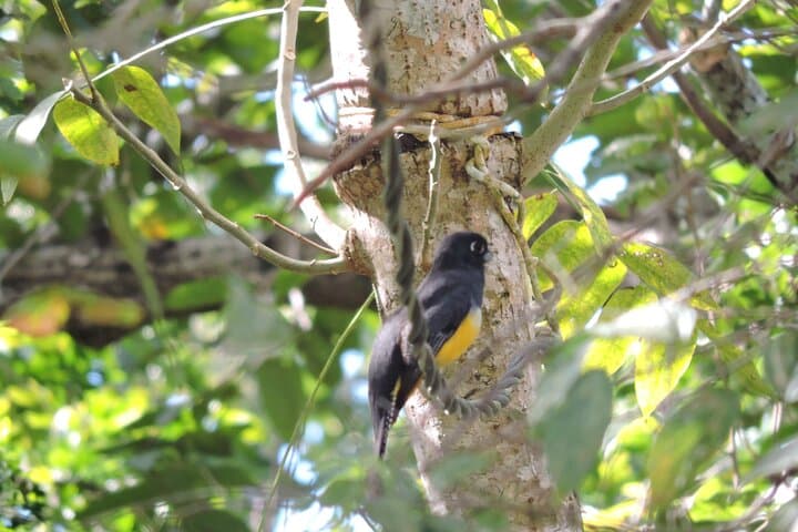 Birdwatching in Sian Ka'an: Small-Group Guided Tour from Tulum photo 2
