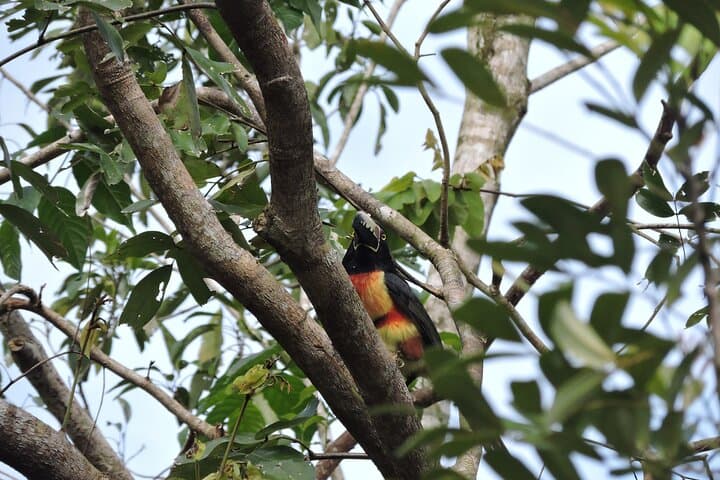 Birdwatching in Sian Ka'an: Small-Group Guided Tour from Tulum photo 3