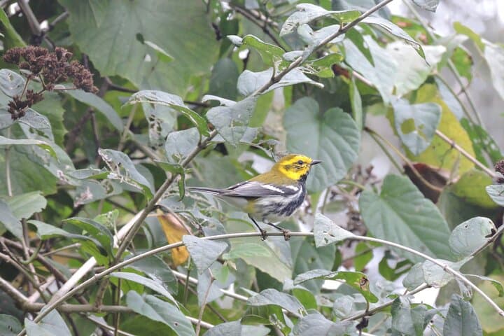 Birdwatching in Sian Ka'an: Small-Group Guided Tour from Tulum photo 5