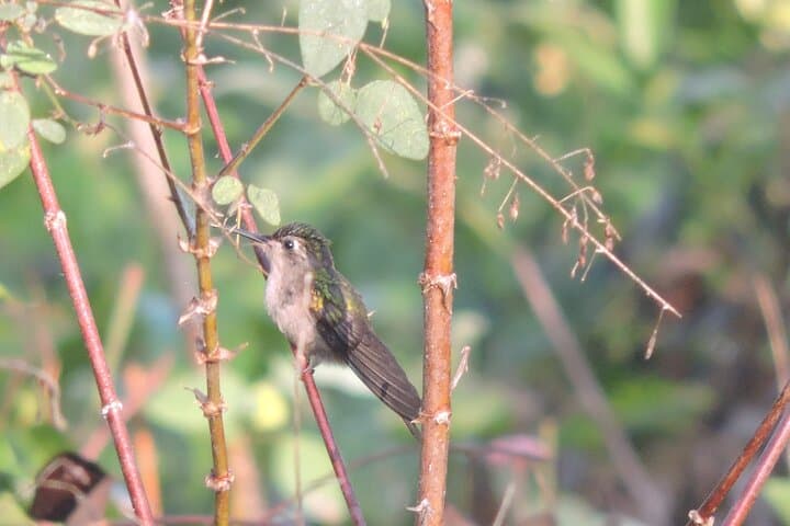 Birdwatching in Sian Ka'an: Small-Group Guided Tour from Tulum photo 6