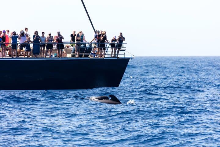 Sail to Masca: Catamaran Whale and Dolphin Cruise from Puerto Colón photo 5