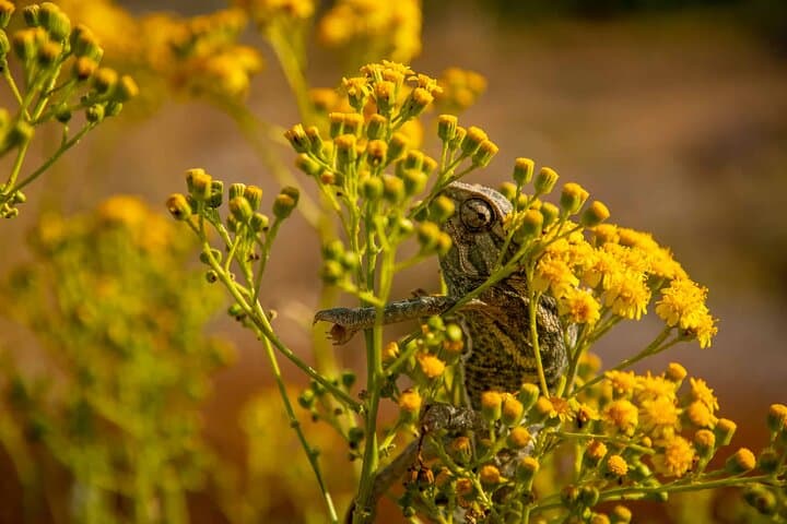 Buskett Woodlands to Dingli Cliffs: Guided Nature Walk with a Maltese Botanist photo 2