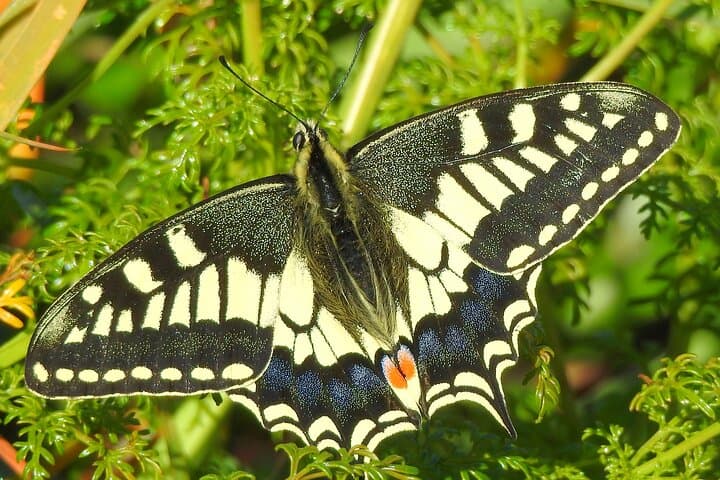 Buskett Woodlands to Dingli Cliffs: Guided Nature Walk with a Maltese Botanist photo 6