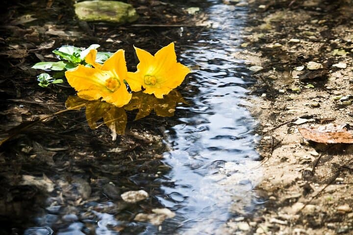 Buskett Woodlands to Dingli Cliffs: Guided Nature Walk with a Maltese Botanist photo 3